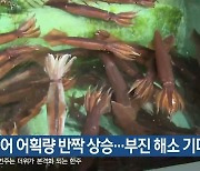 오징어 어획량 반짝 상승…부진 해소 기대