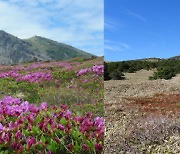 철 지난 추위에…6월 한라산 비경 ‘진분홍 산철쭉’ 올해는 못 본다