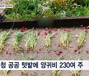 [단독] 공공 텃밭에 마약류 양귀비 230여 주 발견…경찰, 수사 착수