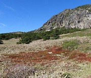 한라산 산철쭉 ‘분홍빛 물결’ 올해는 못 본다