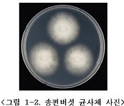 '송편버섯'서 근육세포 보호 효과 확인…"세포증식 촉진도"