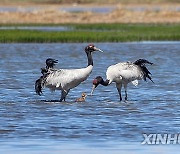 (InXizang)CHINA-XIZANG-XAINZA-BLACK-NECKED CRANE BABY (CN)