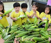 [포토] 하나로마트, 웰빙 간식 옥수수 본격 판매