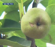 “배 농사 망칠라”…흑성병 유행에 농가 비상