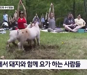 "훼방꾼 아닌 도우미"…돼지와 함께하는 요가 교실 - 김명준의 뉴스파이터