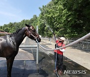 폭염 속에 샤워하는 말