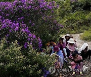 Bolivia Advocating For Coca Leaf