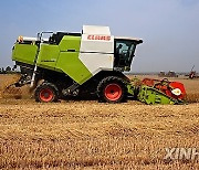 (ShandongHorizon)CHINA-SHANDONG-QINGDAO-WHEAT HARVEST (CN)