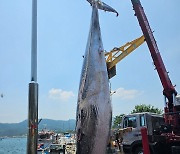 경주 감포 앞 바다서 길이 7.88m 밍크고래 혼획…8800만 원에 위판