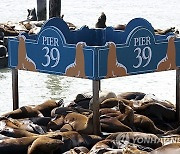 USA CALIFORNIA SEA LIONS IN SAN FRANCISCO