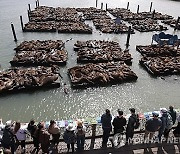 USA CALIFORNIA SEA LIONS IN SAN FRANCISCO