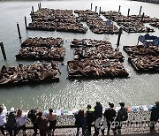 USA CALIFORNIA SEA LIONS IN SAN FRANCISCO