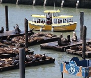 epaselect USA CALIFORNIA SEA LIONS IN SAN FRANCISCO