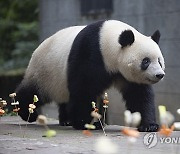 CHINA PANDA