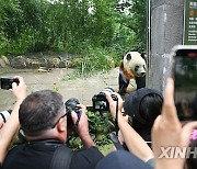 (SichuanMosaics)CHINA-SICHUAN-YA'AN-PANDA XIANG XIANG-7TH BIRTHDAY (CN)