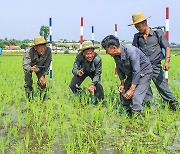 북한, 알곡고지 점령 위한 '과학농사' 강조…"논벼 비배관리 과학기술적으로"