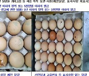 부산 유명 케이크전문점·맛집, 불량 달걀·기한 지난 치즈 사용 적발