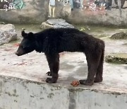 中동물원서 ‘개처럼 마른 곰’…“돈 없어 채소만 줬다”