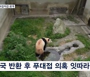 푸바오 푸대접 논란에…중국, 허겁지겁 일반에 공개