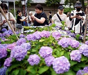 하쿠산 신사에서 '수국 삼매경'