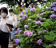 도쿄 하쿠산 신사에 수국 만개