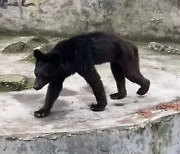 “나이 많아 식욕 없다”는데…中 민간 동물원 ‘허리 잘록’ 흑곰 논란