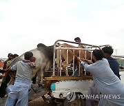 PAKISTAN EID AL ADHA