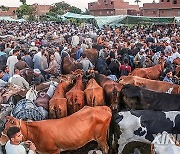 EGYPT-BENI SUEF-EID AL-ADHA-LIVESTOCK MARKET