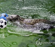 Germany Euro Soccer Seal