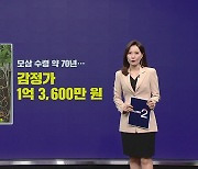 "심봤다"  지리산서 17뿌리 대형 가족 산삼 발견 [앵커리포트]