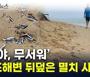 "지진 이후여서 불길"...경포해변에 밀려온 죽은 멸치떼들  [지금이뉴스]