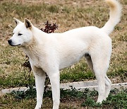 공격적인 개, 기질평가로 맹견 지정…경기도의회, 기질평가 조례안 제정