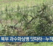 충북 북부 과수화상병 잇따라…누적 65건