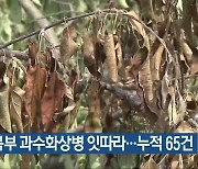 충북 북부 과수화상병 잇따라…누적 65건