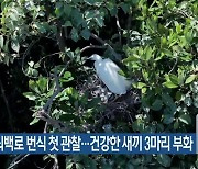 제주서 쇠백로 번식 첫 관찰…건강한 새끼 3마리 부화