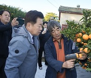 제주 감귤 당도 실시간 체크해 출하한다