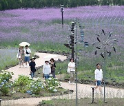 버베나 활짝 핀 제주