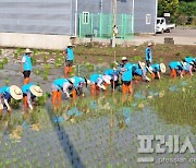 고흥군 서호마을 주민 100여명, 전통문화 잇는 손 모내기 '구슬땀'