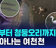 [D리포트] 수달부터 청둥오리까지…되살아나는 여천천