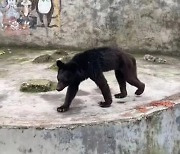 개 인줄 알았는데…‘앙상한 곰’ 학대 논란, 사육사 “당근만 먹어서” [포착](영상)