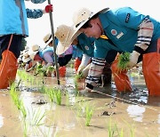 고흥군, 전통문화 잇는 손 모내기 '눈길'