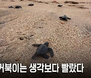 [C컷] 아기 거북이는 생각보다 빨랐다