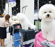 '최고의 강아지를 찾아라' [뉴시스Pic]