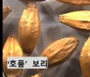 수제 맥주 차별화 '희소식'…검정보리 '흑호' 맞춤형 맥아 제조 기술 개발