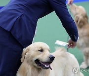 서울 FCI 국제 도그쇼