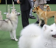 서울 FCI 국제 도그쇼