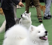 서울 FCI 국제 도그쇼