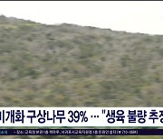 미개화 구상나무 39%..."생육 불량  추정"