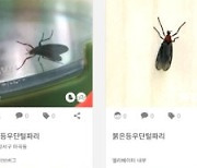 "산책 나갔다가 몸에 500마리"…'팅커벨' 사라지자 '이 벌레' 습격