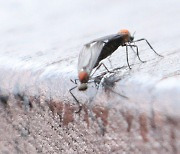 ‘산책하러 갔다가 500마리 몸에 다닥다닥’…팅커벨 가니 ‘여름 불청객’이 벌써